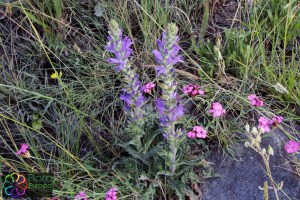 Campanula spicata